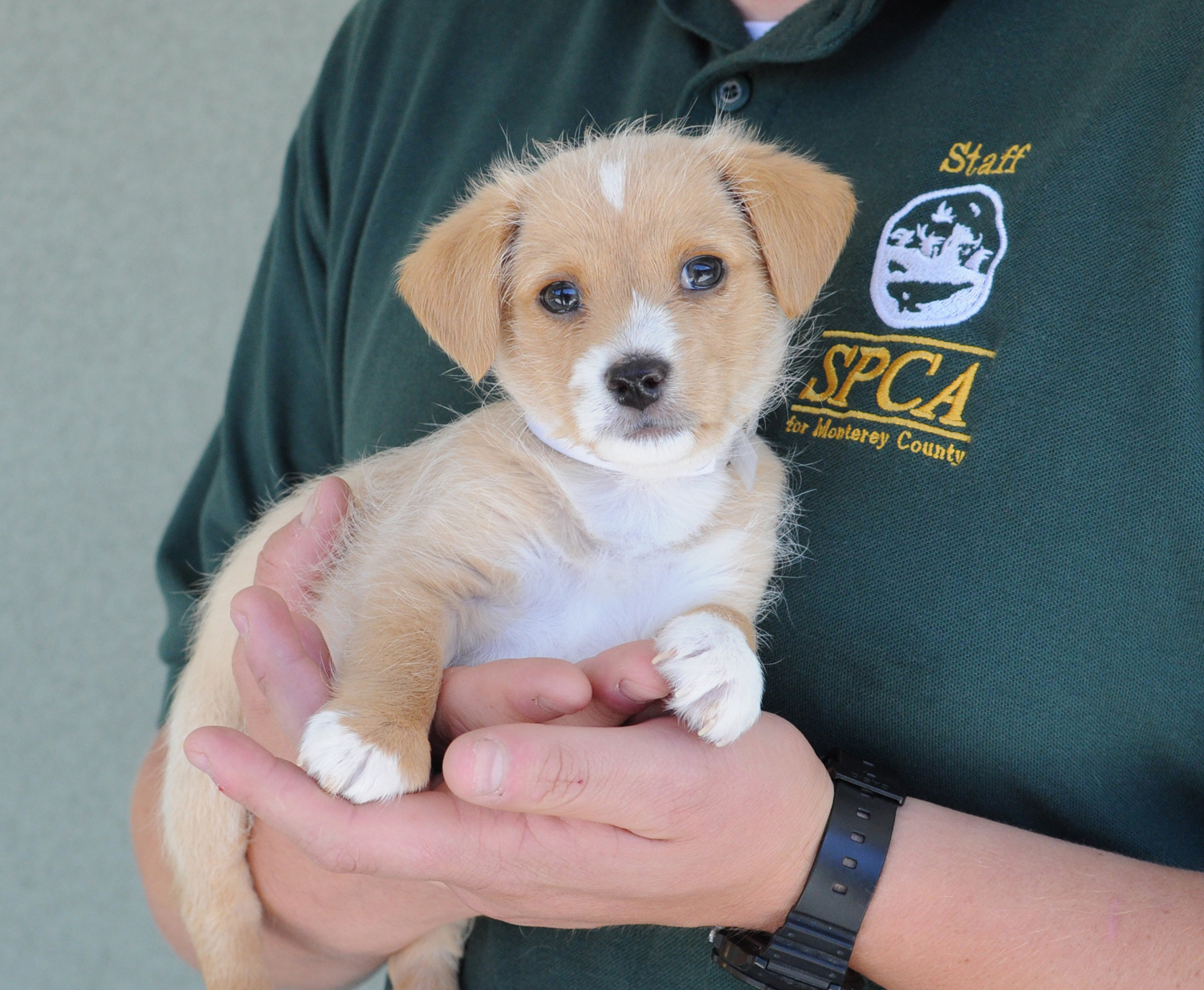SPCA Offers Low Cost Vaccinations In Monterey County Voices Of 