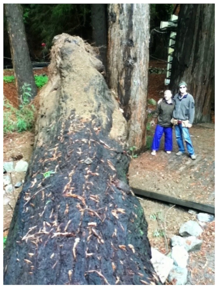 The Story of a Redwood Tree Voices of Monterey Bay