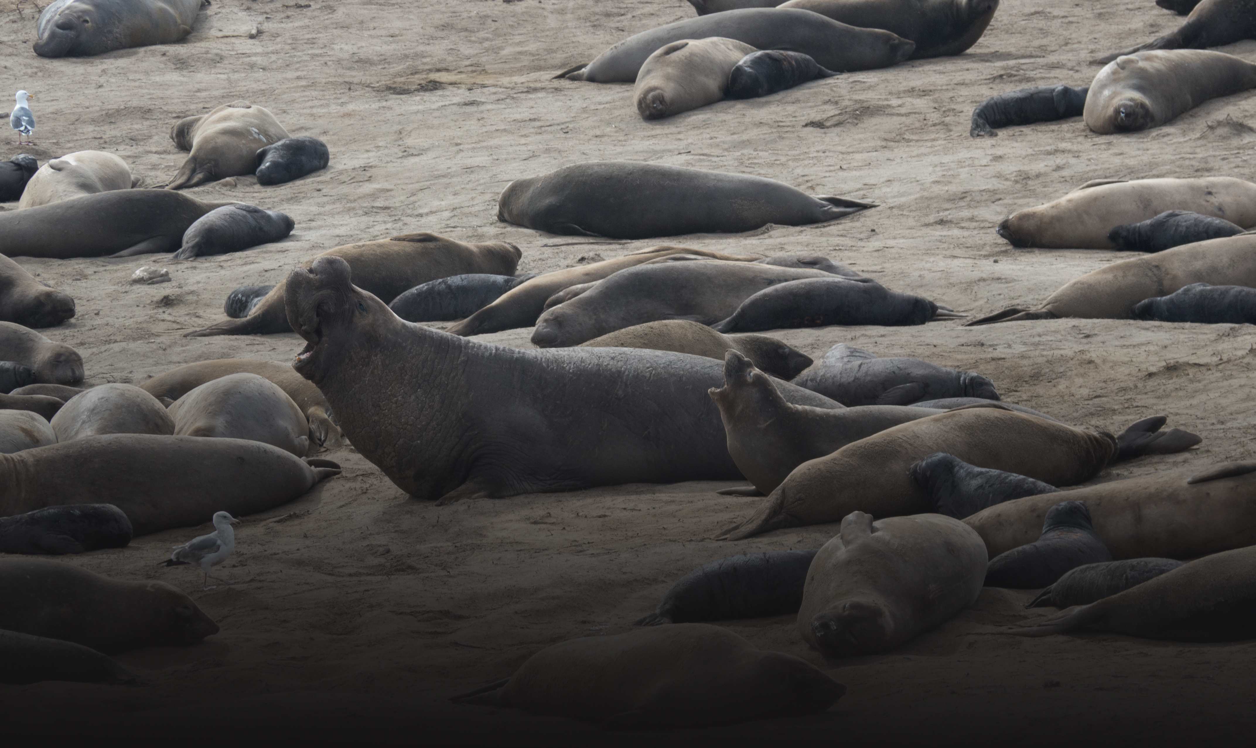 Looking For Love At Ano Nuevo Voices Of Monterey Bay