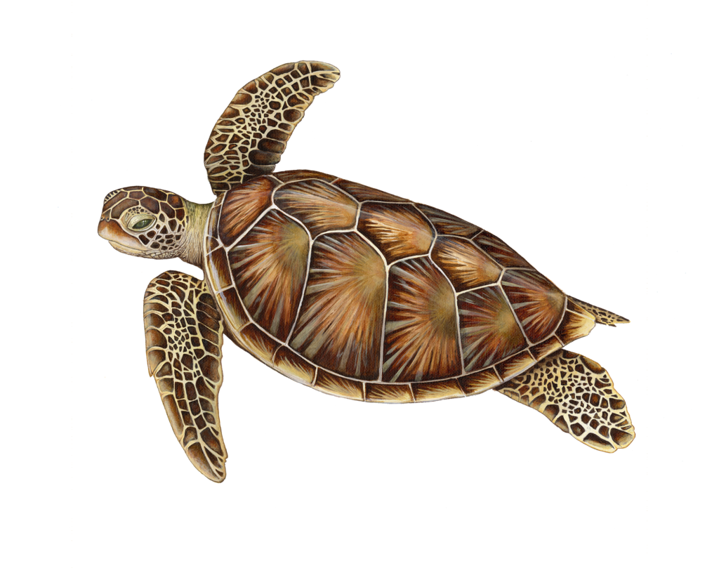 Illustration of green sea turtle